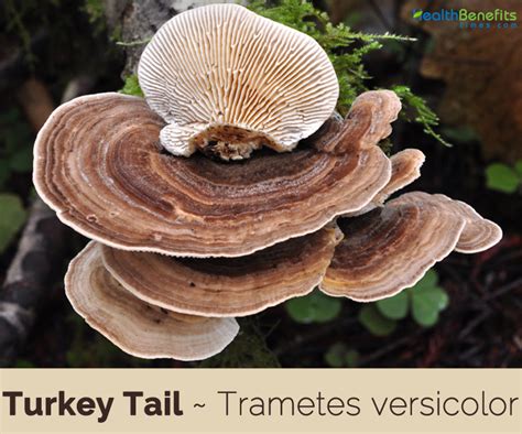 facts and benefits of turkey tail medicinal mushroom clinical