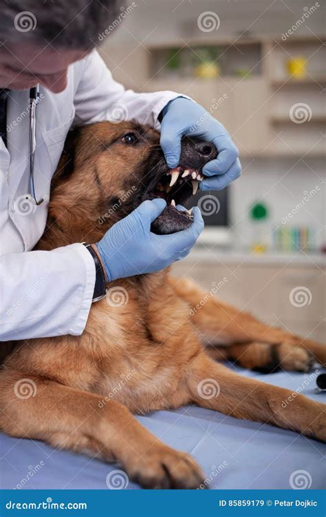 Veterinarian Examine Dog Teeth In Pet Clinicearly Detection And Stock