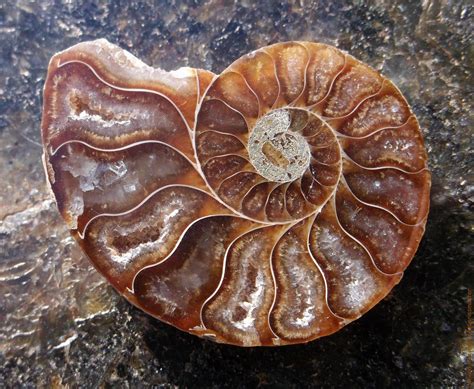 Fibonacci spiral in nature. | Spirals in nature, Fibonacci spiral nature, Fibonacci spiral