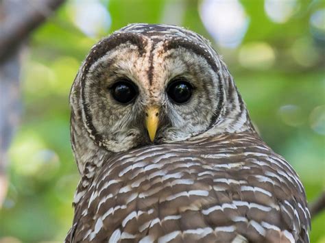 Barred Owl Nesting A Complete Guide Birdfact