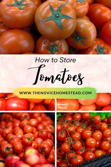 How To Store Tomatoes To Stay Fresh Longer The Novice Homestead