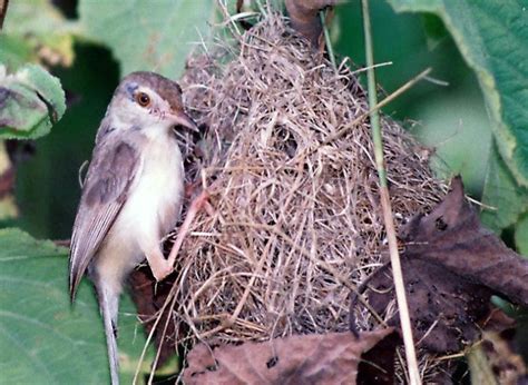 Different Types Of Birds Nests Part 1 Arunachala Birds