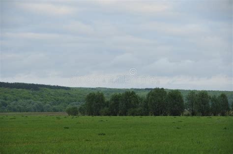 Only Open Green Yellow Field Forest And Clouds On Blue Sky In Summer