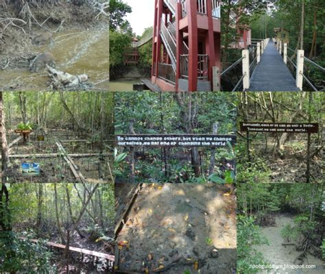 Sei stato a pulau kukup national park? Noob Guidance: Pulau Kukup Johor National Park