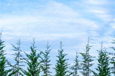 Pine Trees And Blue Sky Free Stock Photo Public Domain Pictures