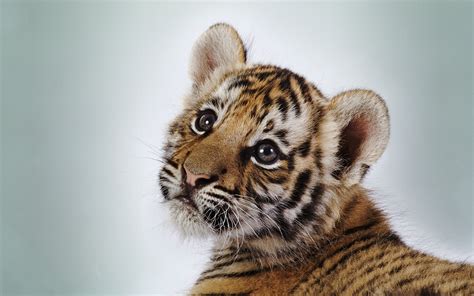 Cute Tiger Cub Wallpapers Hd Wallpapers Id 10330