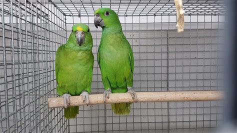 Amazon Parrot Lovely Yellow Naped Amazon Parrots For Sale Birds For