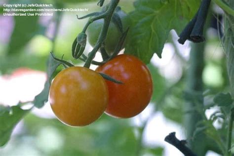 Plantfiles Pictures Tomato Sun Sugar Lycopersicon Lycopersicum By Jefequicktech