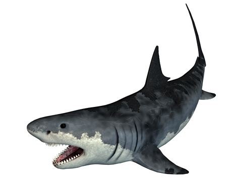 Tiger Shark Shark Png Download 25001875 Free Transparent Shark