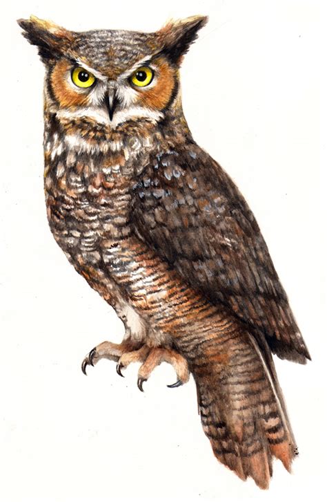 Download Great Horned Owl Clipart For Free Designlooter 2020 👨‍🎨
