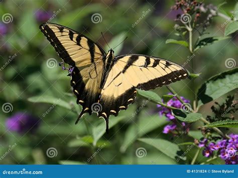 Farfalla Di Swallowtail Della Tigre Glaucas Di Papilio Fotografia