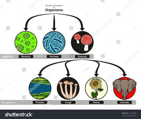 Domain Kingdoms Organisms Classification Chart Infographic стоковая