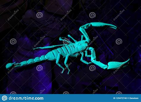Big Black Emperor Scorpion Heterometrus Longimanus Under Uv Light In