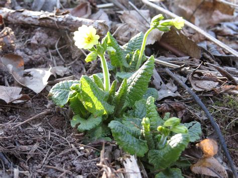 Cowslip Free Stock Photo Public Domain Pictures