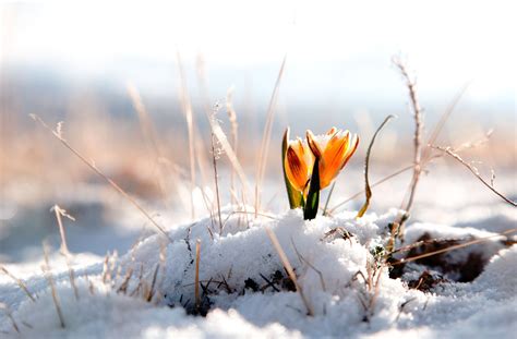 Flowers On Melted Snow Wallpapers And Images Wallpapers Pictures Photos
