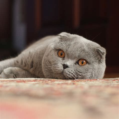 Scottish Fold Information Health Pictures And Training