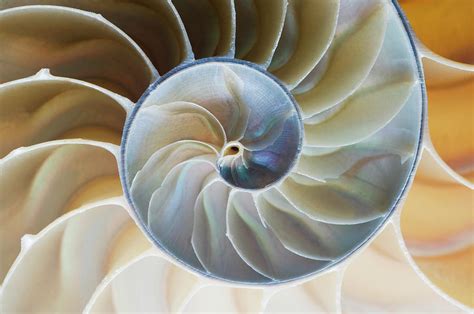 Spiral Pattern Of Nautilus Shell Photograph By Mike Hill Fine Art America
