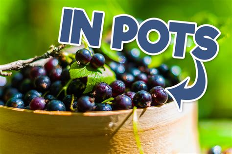 How To Successfully Grow Blackcurrants In Pots Tips And Tricks