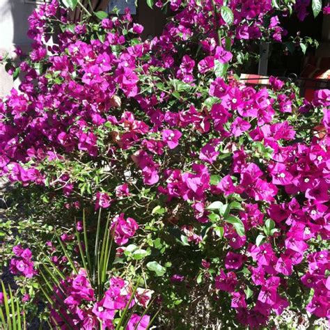 The flowers can appear as early as february and sometimes last into june. Deep purple flowering bushes | Flowers perennials, Purple ...