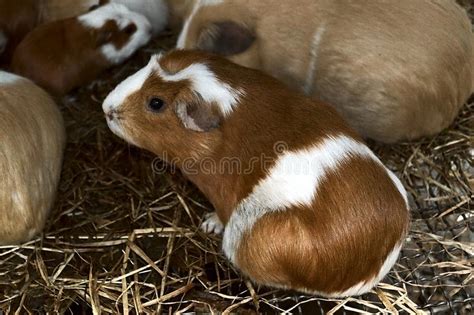 Portrait Of A Domestic Guinea Pig Closeup Photo Stock Photo Image Of