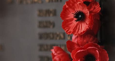 Remembrance Day Poppy Removal Etiquette
