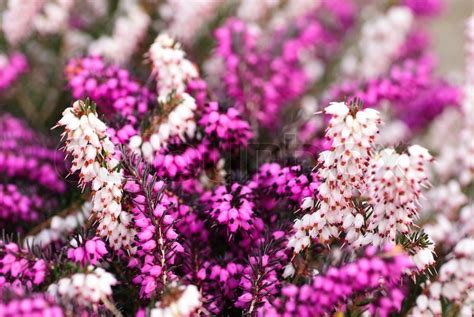 Different Heather Flowers Close Up Stock Image Colourbox