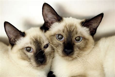 40 Incredibly Adorable Twin Animals Stuffmakesmehappy
