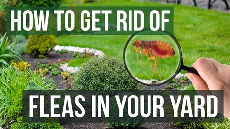How To Get Rid Of Sand Fleas In The Yard Pest Phobia