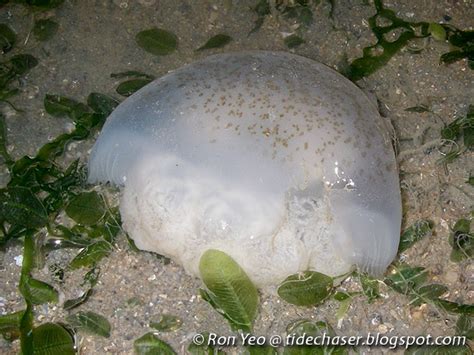 The Tide Chaser Scyphozoan Jellyfish Phylum Cnidaria Class Scyphozoa