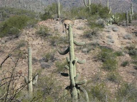 Animals I Admire Lion On A Cactus