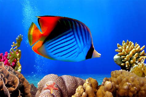 Hd Wallpaper Blue Black And Red Fish Underwater World Ocean