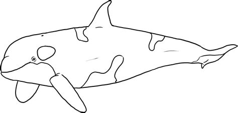 Whale coloring pages orca sea animals coloring pages for. Free Printable Killer Whale Coloring Pages For Kids ...