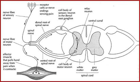Reflex Arc