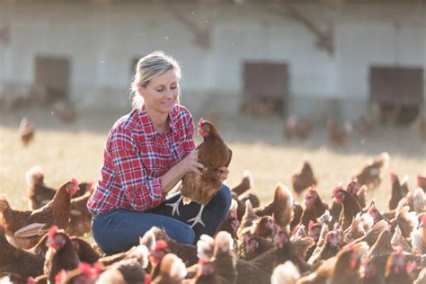 2100 Farm Women Farmer Chicken Stock Photos Pictures And Royalty Free