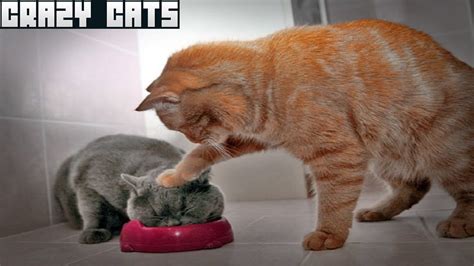 Crazy Cats Compilation Gatos Loucos Compilació Youtube