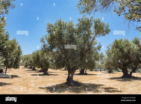 Olive Tree Grove Rethymnon Rethimno Region Crete Kriti Plants Tr Hi Res