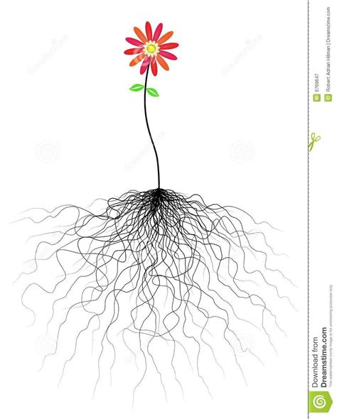 Flower And Roots Flower Illustration Vector Flowers Flowers
