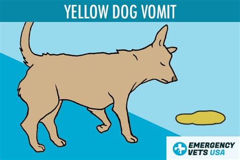 Dog Vomit Color Guide What Do The Different Colors Mean
