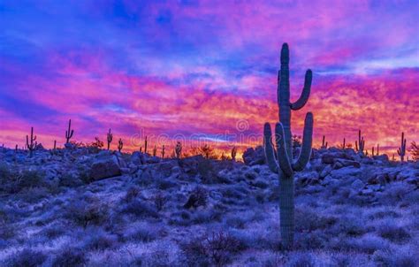 Vibrant Arizona Sunrise With Cactus On Ridge Stock Photo Image Of
