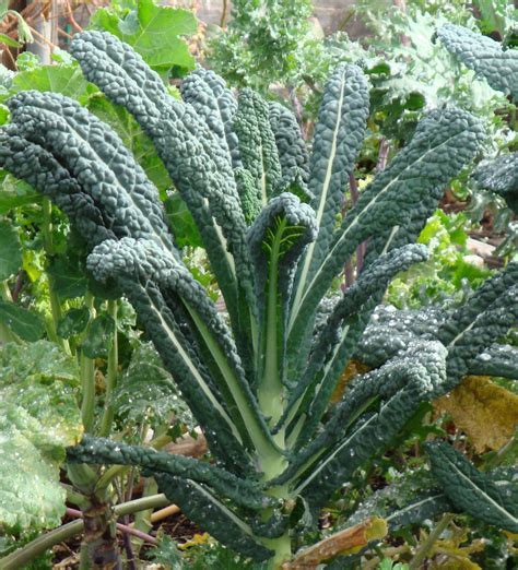 All About Kale Living Off The Grid Living Off The Grid