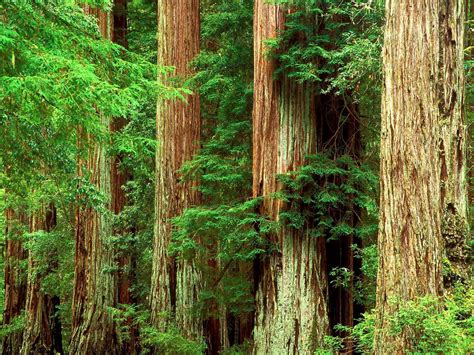 Redwood Wallpapers Images Photos Pictures Backgrounds