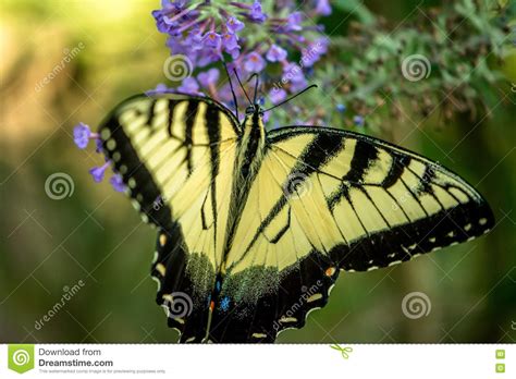Tiger Swallowtail Fotografia Stock Immagine Di Tigre