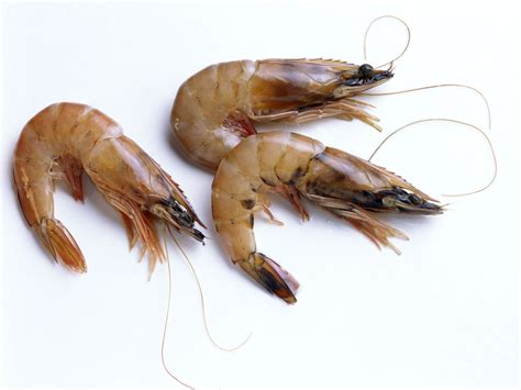 Shrimp Storage And Selection Varieties Sizes More