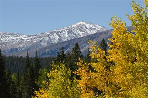 Colorado Snow Capped Mountain Peak With Fall Trees Stock Image Image