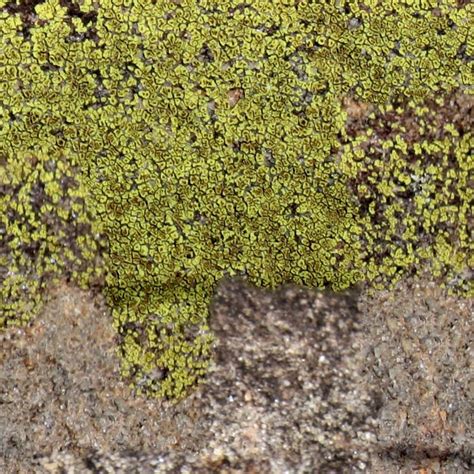 Moss Texture Seamless 13180
