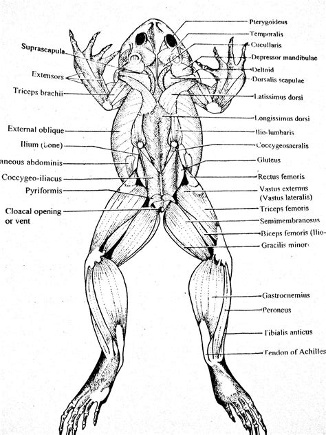 Frog Muscles Labeled Dorsal Muscles Parts Of A Frog Image Frog Rh
