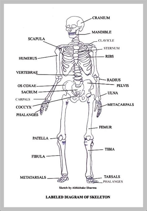 Blank Skeletal System Graph Diagram