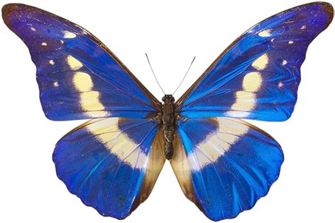 Blue Butterfly Png Image Transparent Image Download Size 600x401px
