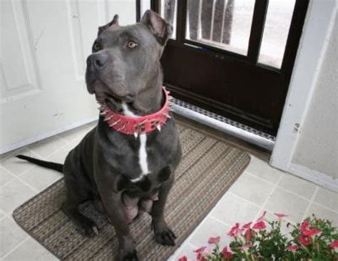 Try the craigslist app » android ios cl. Female Bluenose pitbull puppy for sale. Offer Malta €500