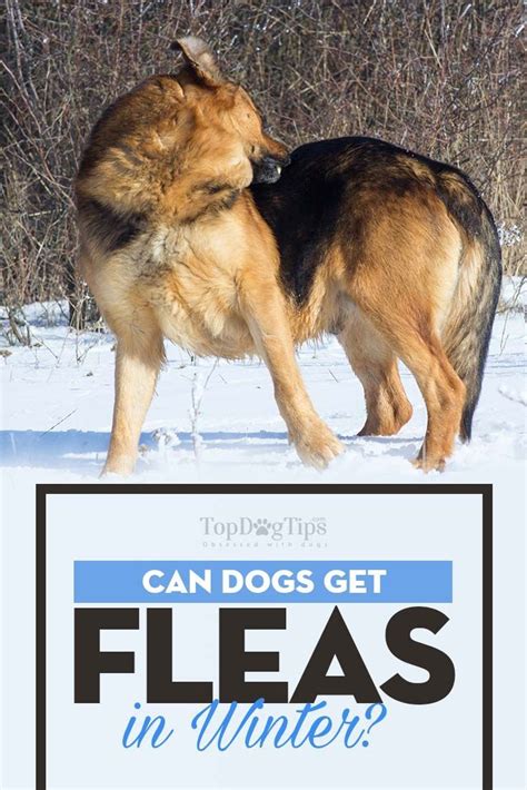 Can Dogs Get Fleas In The Winter Dog Vaccinations Dog Care Dogs